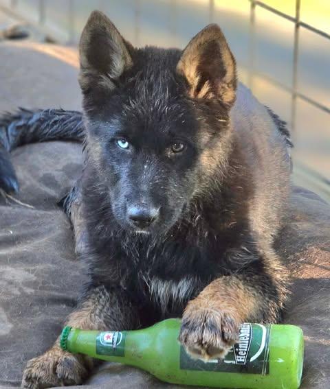 Enlarge Callie (14wk PUPPY), an adopted mixed breed in Greeneville, TN image 4/6