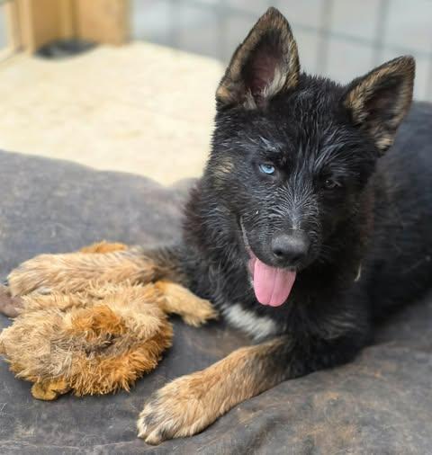 Enlarge Callie (14wk PUPPY), an adopted mixed breed in Greeneville, TN image 2/6