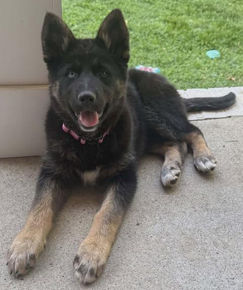 Callie (14wk PUPPY), adopted, Puppy Female German Shepherd Dog & Husky.