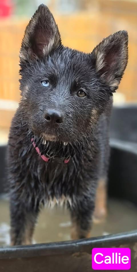 Enlarge Callie (14wk PUPPY), an adopted mixed breed in Greeneville, TN image 5/6