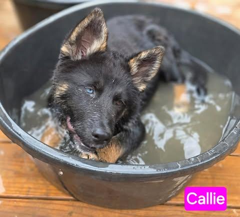 Enlarge Callie (14wk PUPPY), an adopted mixed breed in Greeneville, TN image 3/6