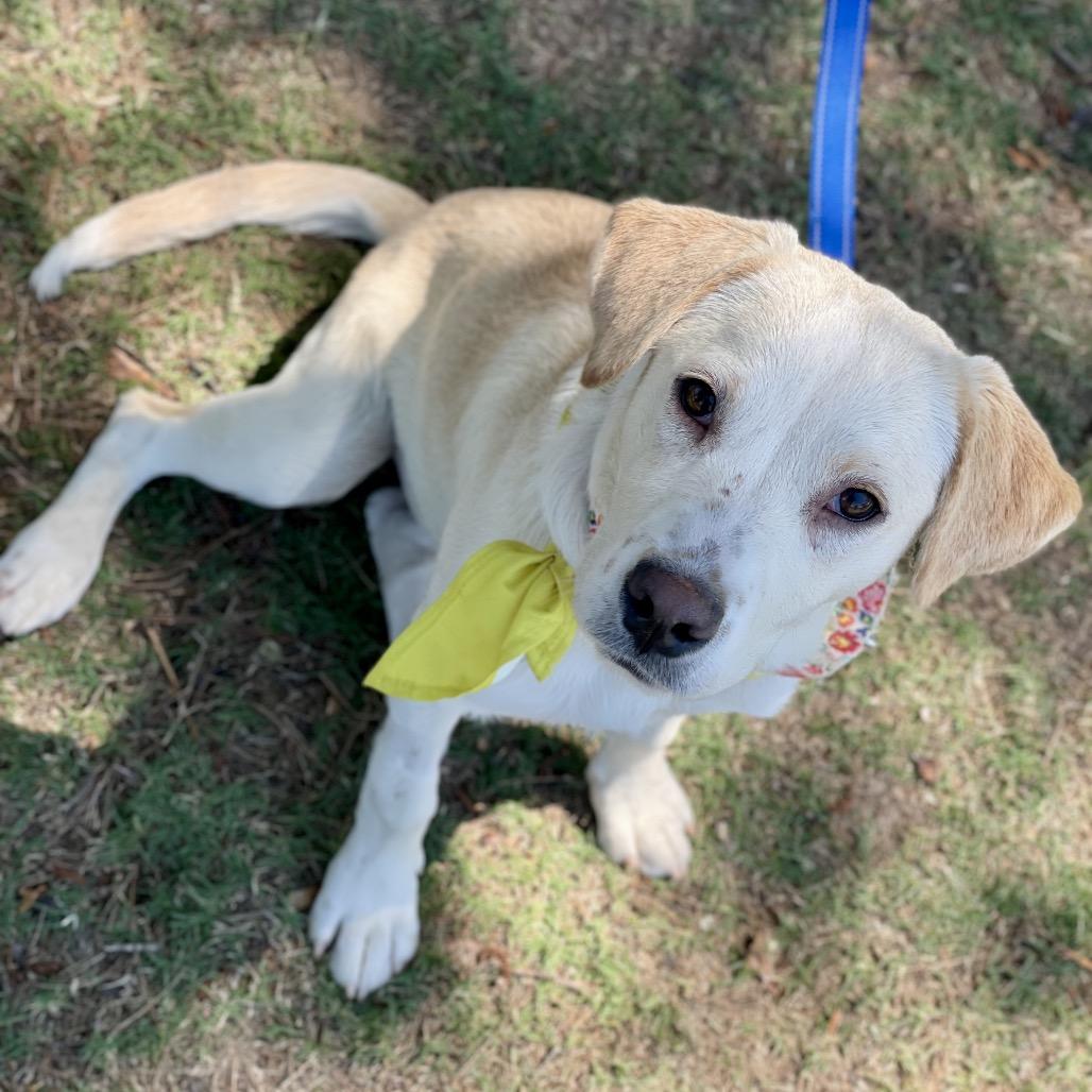 Citrine, a Adoptable mixed breed in Fayetteville, GA image 1/6