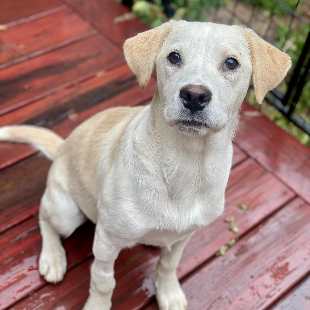 Citrine, a Adoptable mixed breed in Fayetteville, GA image 2/6