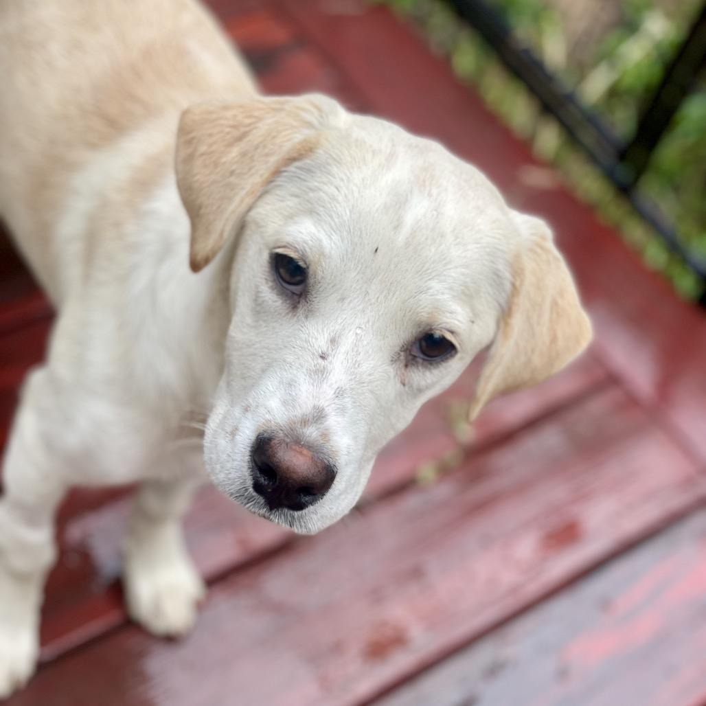 Citrine, a Adoptable mixed breed in Fayetteville, GA image 3/6