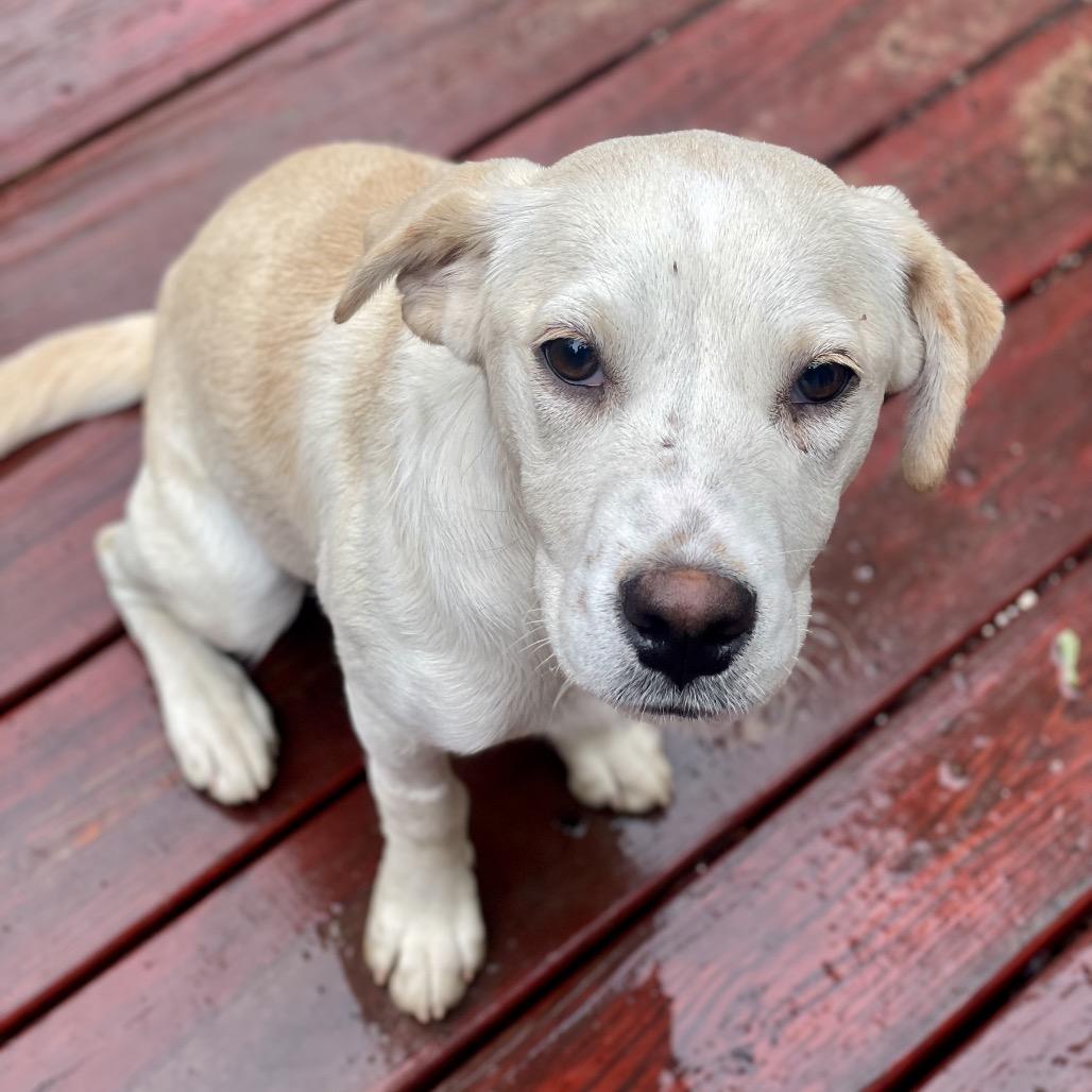 Citrine, a Adoptable mixed breed in Fayetteville, GA image 4/6