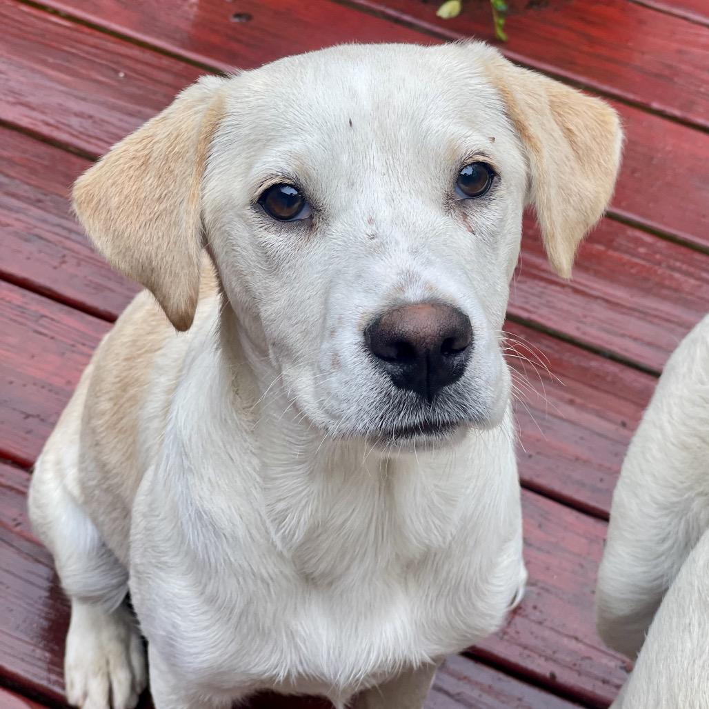 Citrine, a Adoptable mixed breed in Fayetteville, GA image 5/6