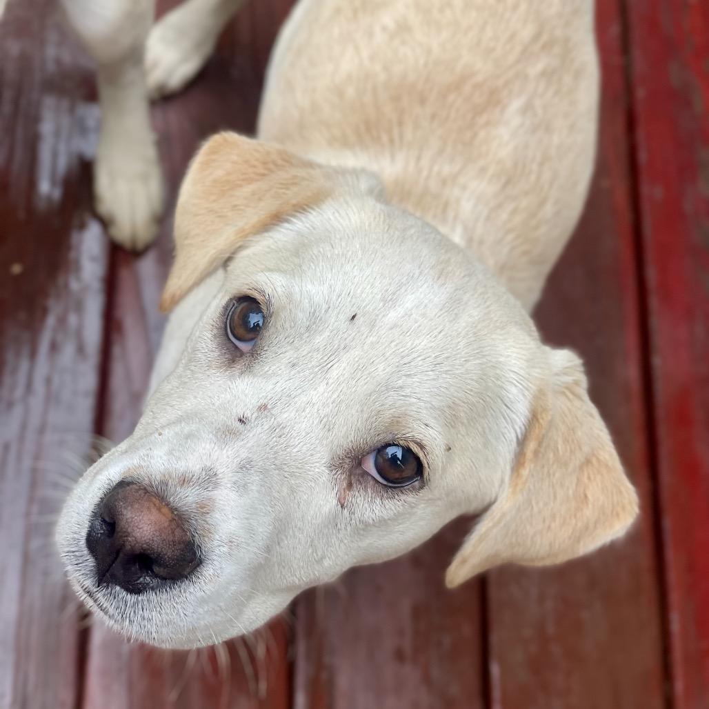 Citrine, a Adoptable mixed breed in Fayetteville, GA image 6/6