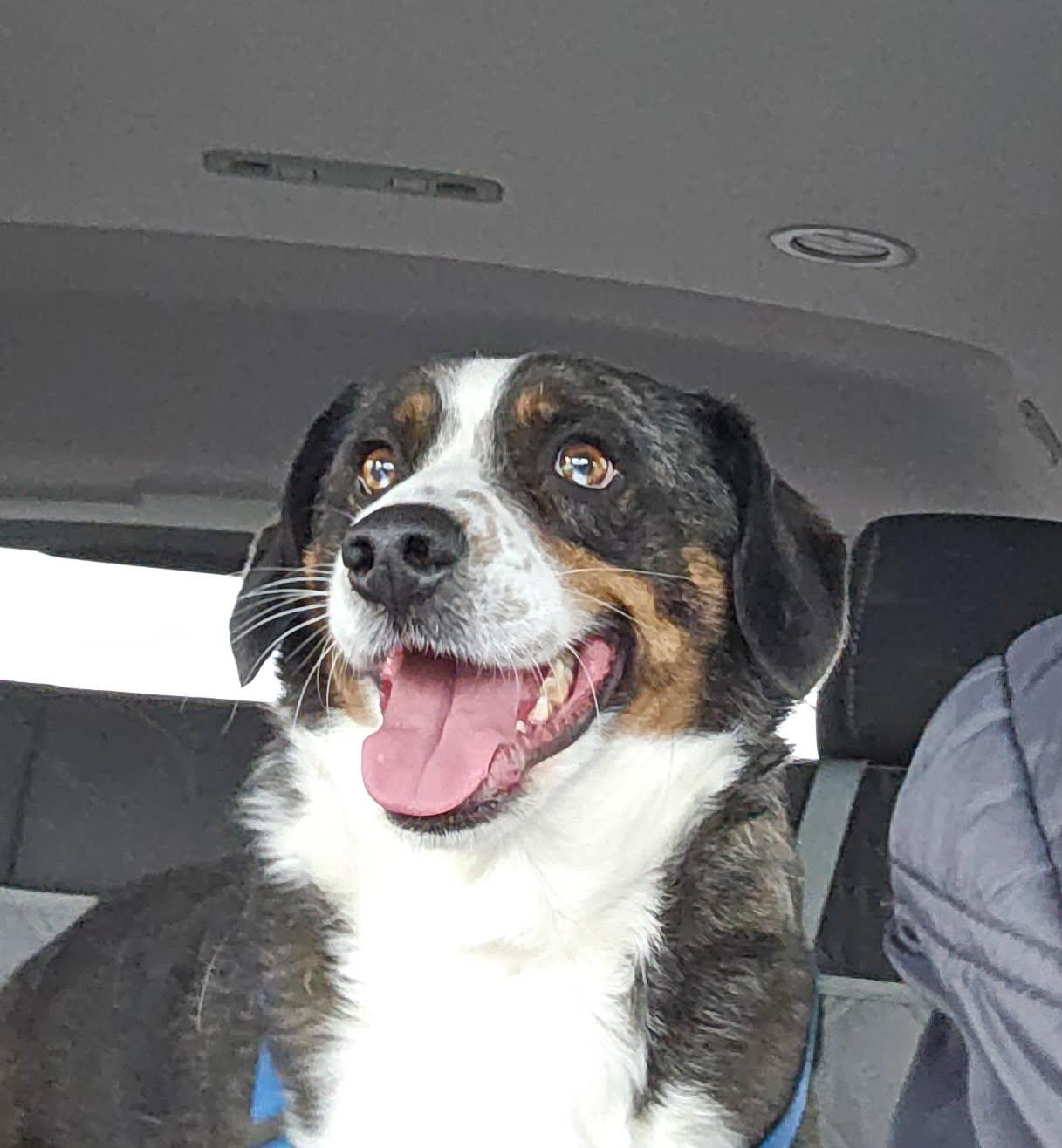 Bo (Bobo) - very loving , ADOPTABLE, Adult Male Australian Shepherd.