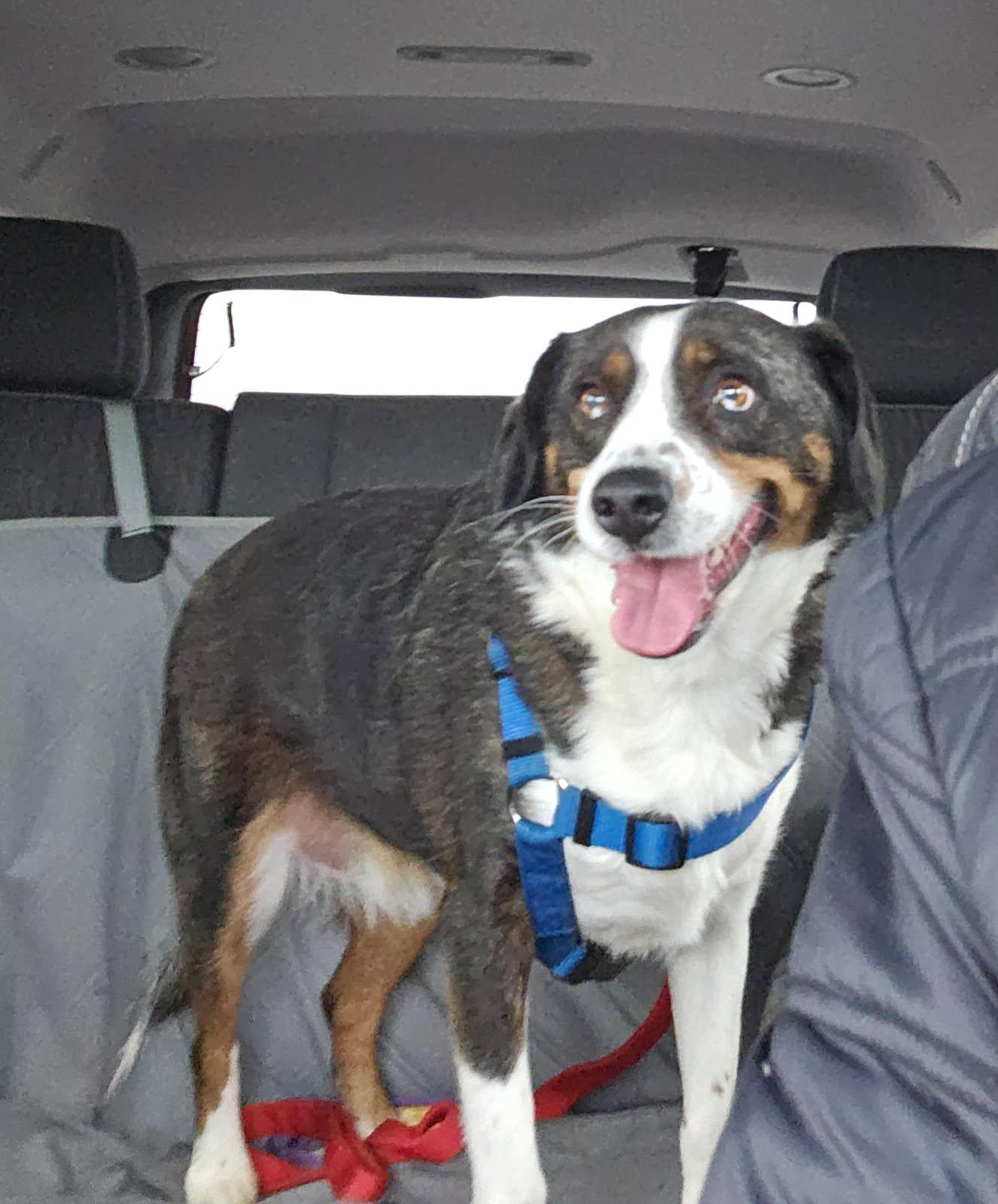 Enlarge Bo (Bobo) - very loving , a ADOPTABLE mixed breed in Hendersonville, TN image 2/2