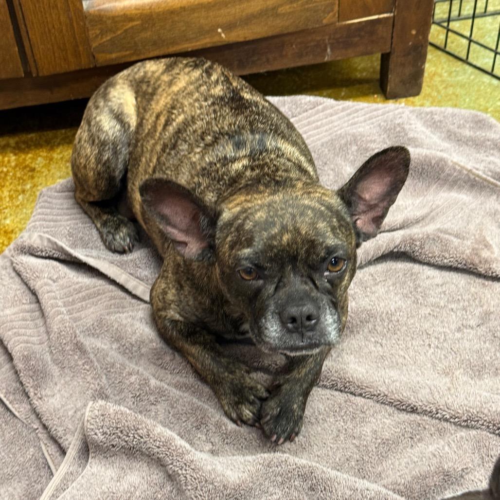Peach, Adoptable, Adult Female French Bulldog.