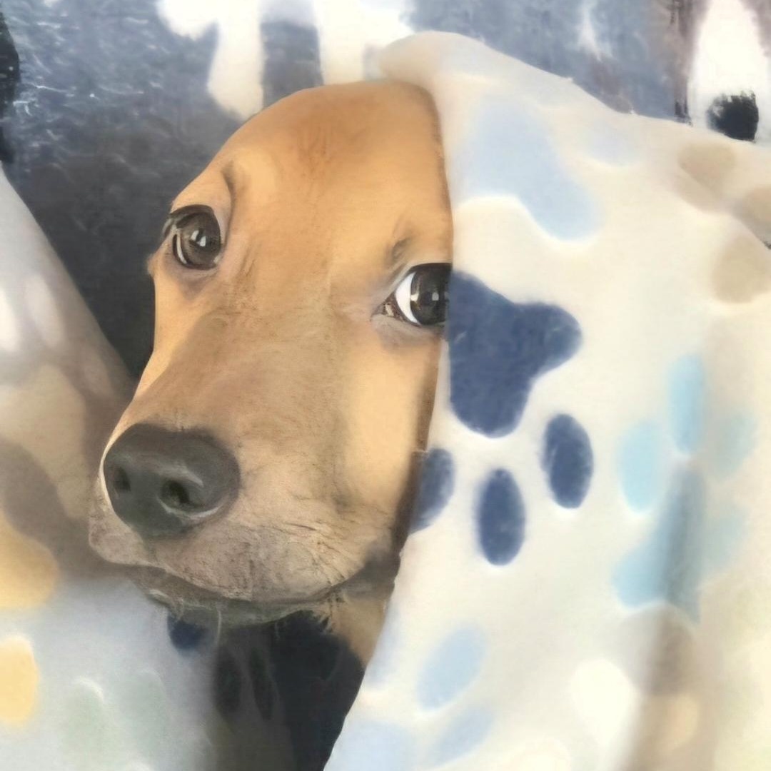 Tyson "it's Snuggle Time!" thumbnail 2