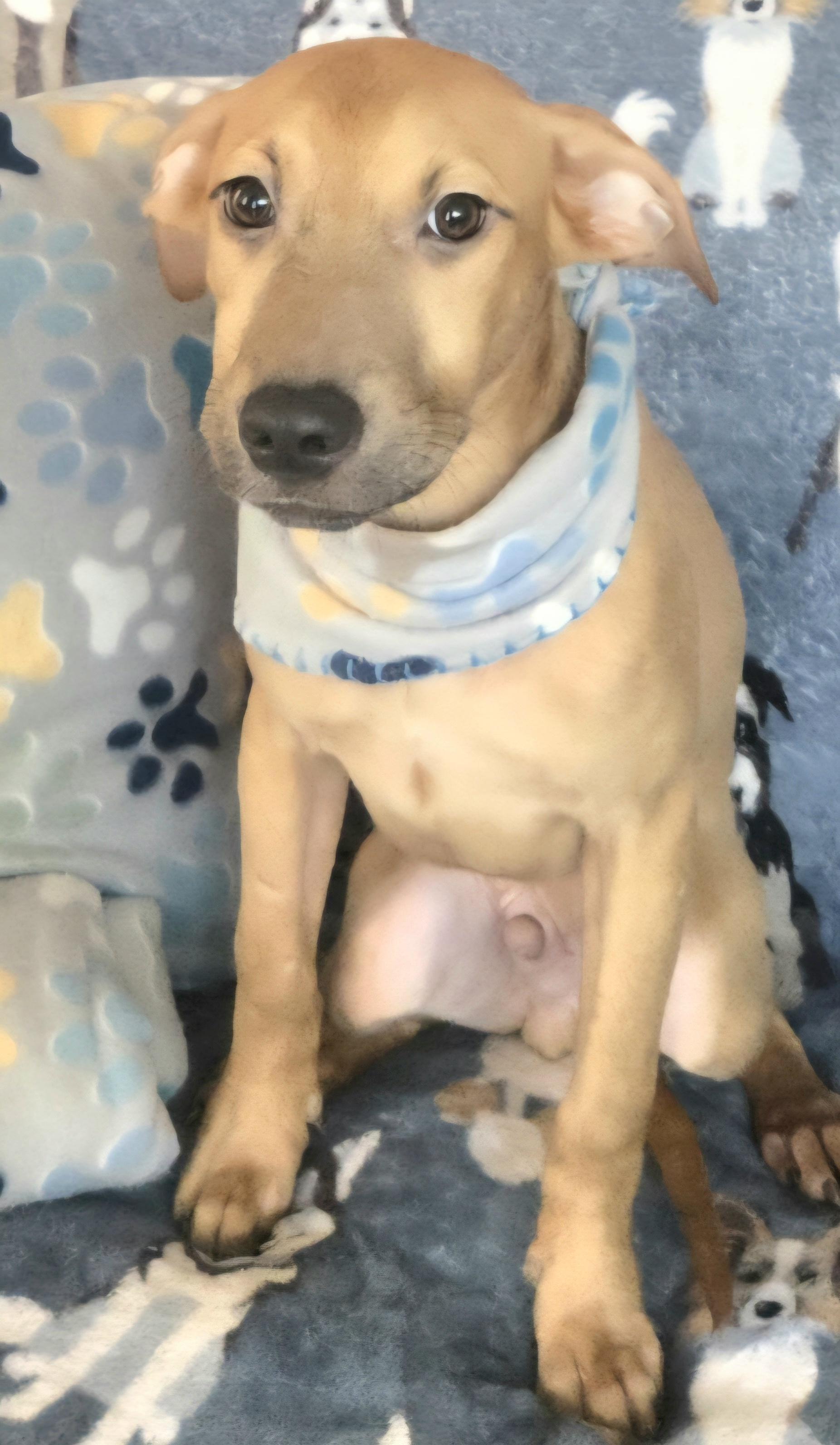 Tyson "it's Snuggle Time!" thumbnail 4