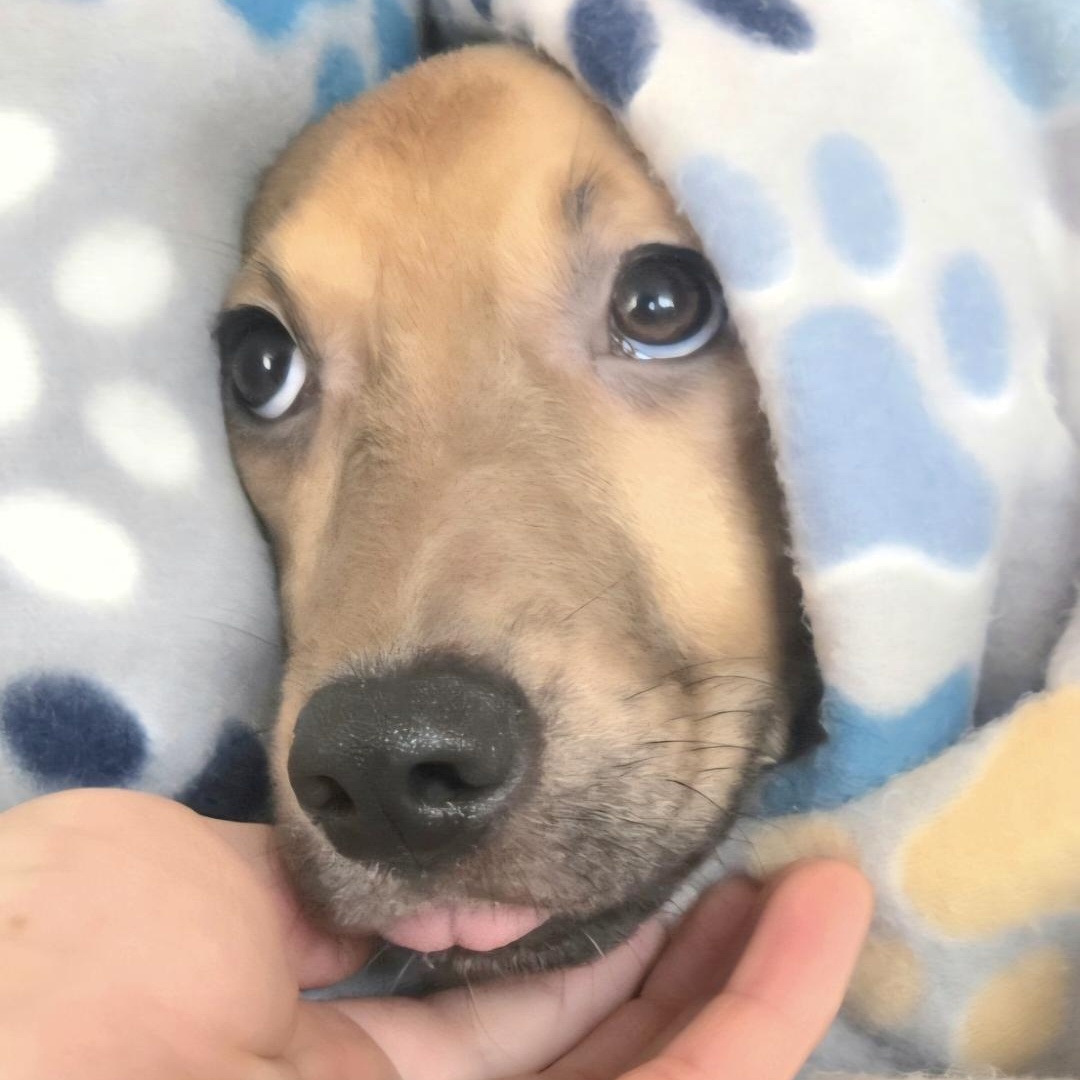 Tyson "it's Snuggle Time!" thumbnail 5