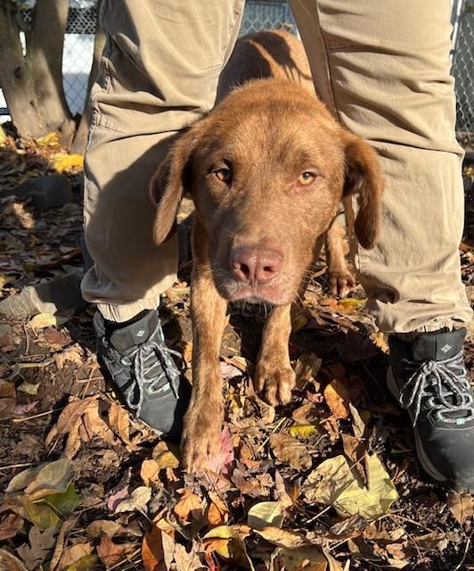 Murphy, Adoptable, Adult Male Labrador Retriever.