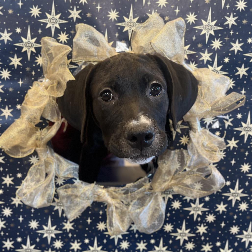 Enlarge Copo, a Adoptable Mixed Breed in Hinsdale, IL image 1/5