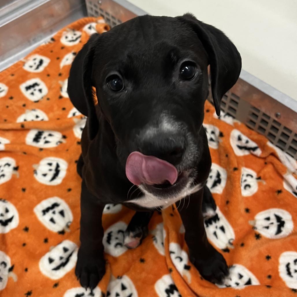 Enlarge Copo, a Adoptable Mixed Breed in Hinsdale, IL image 2/5