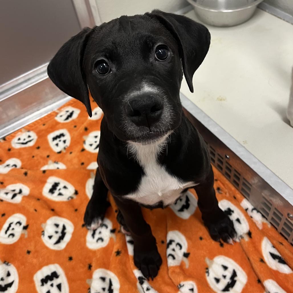 Enlarge Copo, a Adoptable Mixed Breed in Hinsdale, IL image 3/5