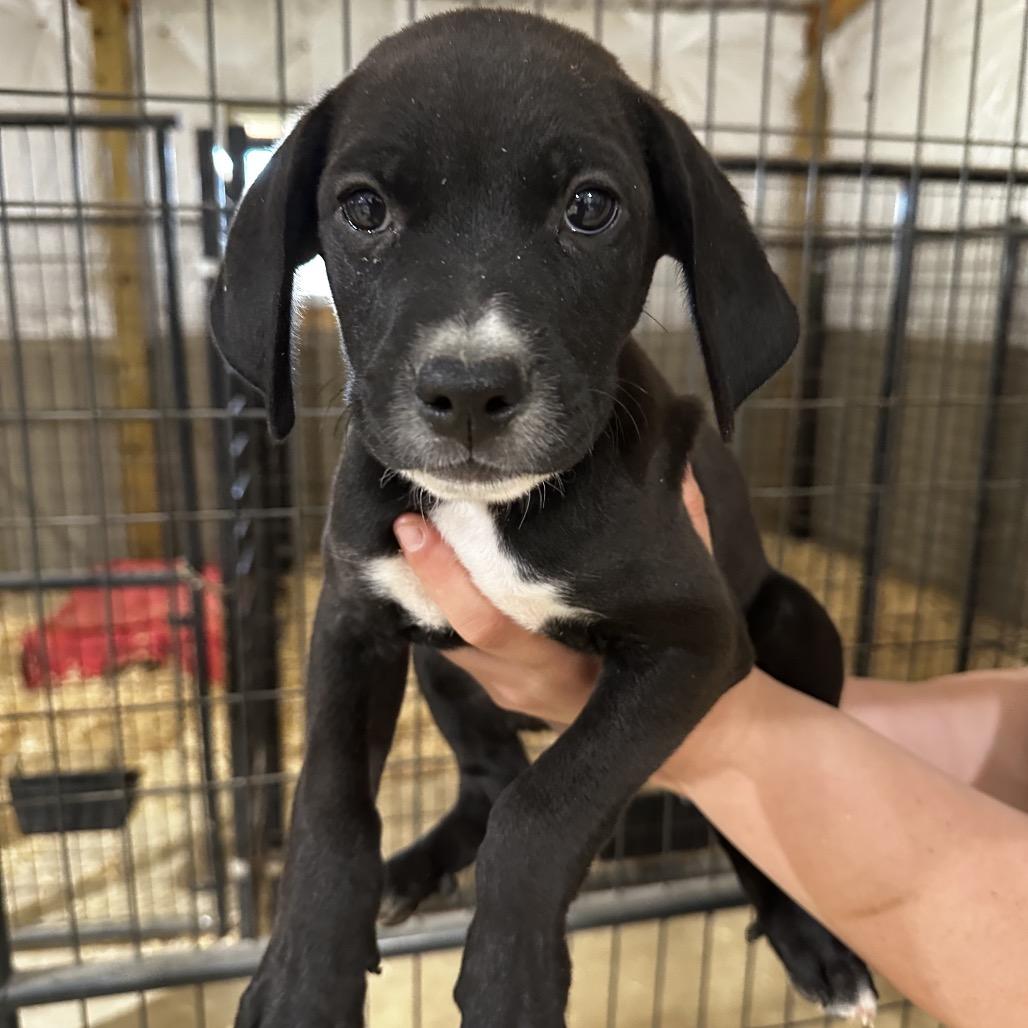 Enlarge Copo, a Adoptable Mixed Breed in Hinsdale, IL image 4/5