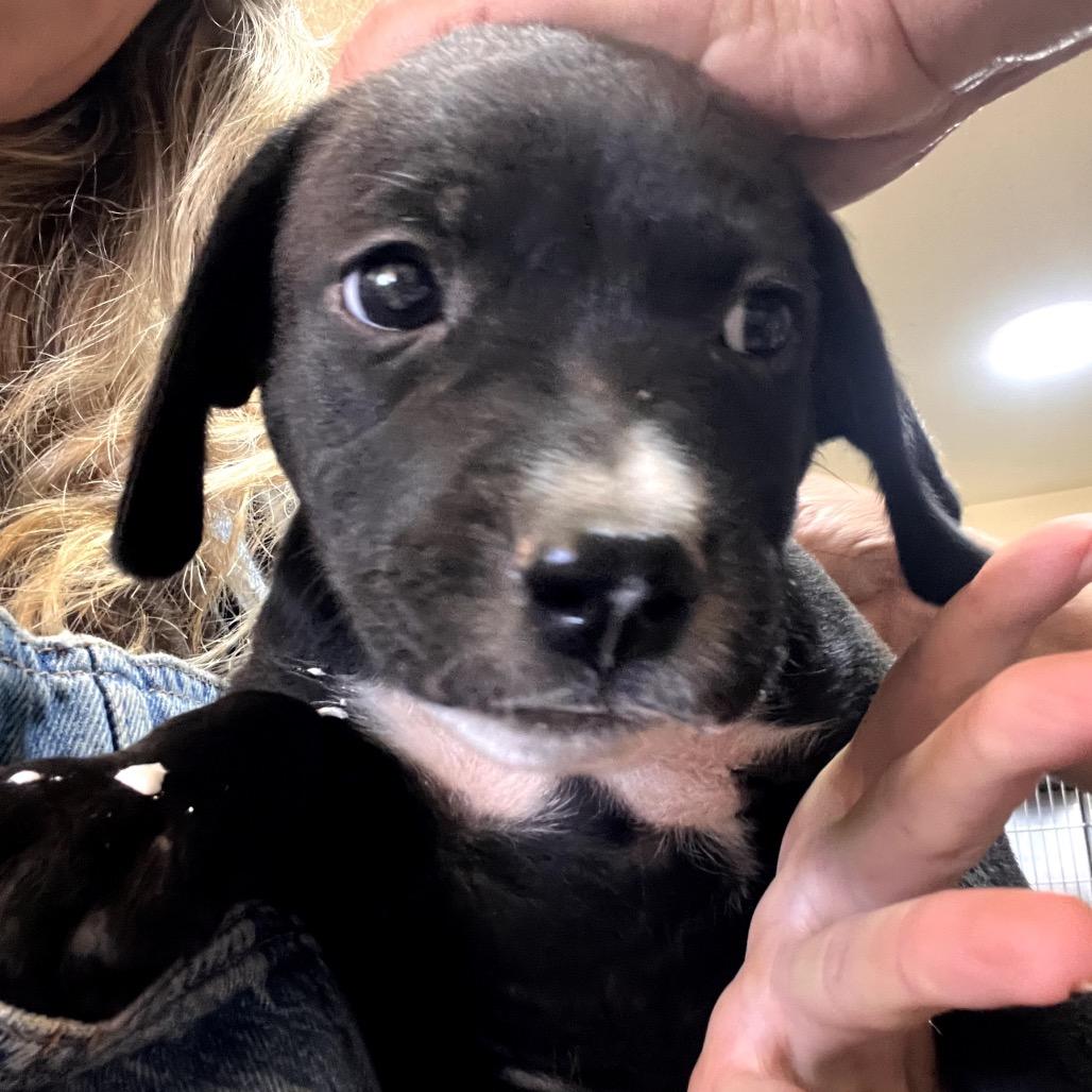 Enlarge Copo, a Adoptable Mixed Breed in Hinsdale, IL image 5/5