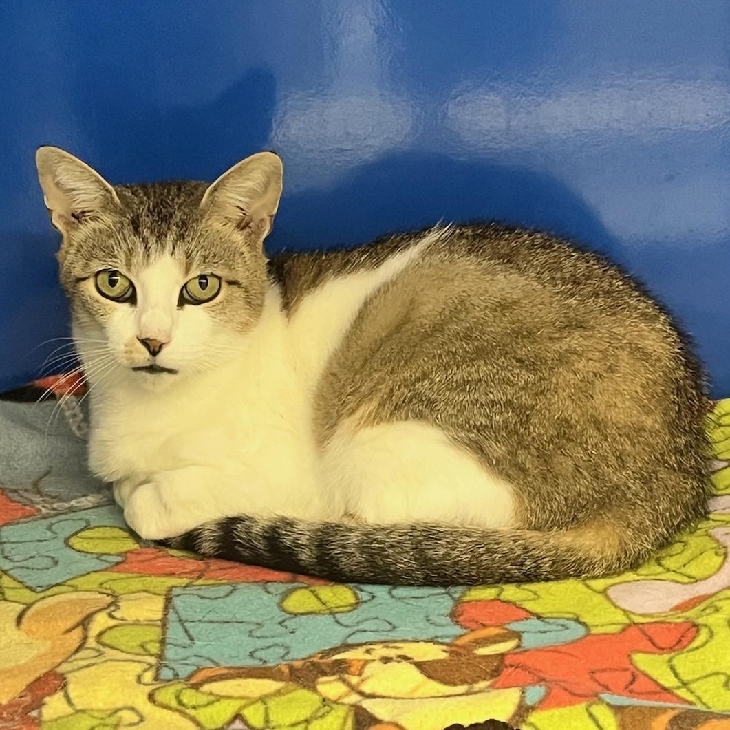 Canasta (ID 50942), ADOPTABLE, Adult Female Domestic Short Hair.