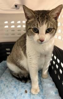 Canasta (ID 50942), a ADOPTABLE Domestic Short Hair in Manassas, VA image 2/3