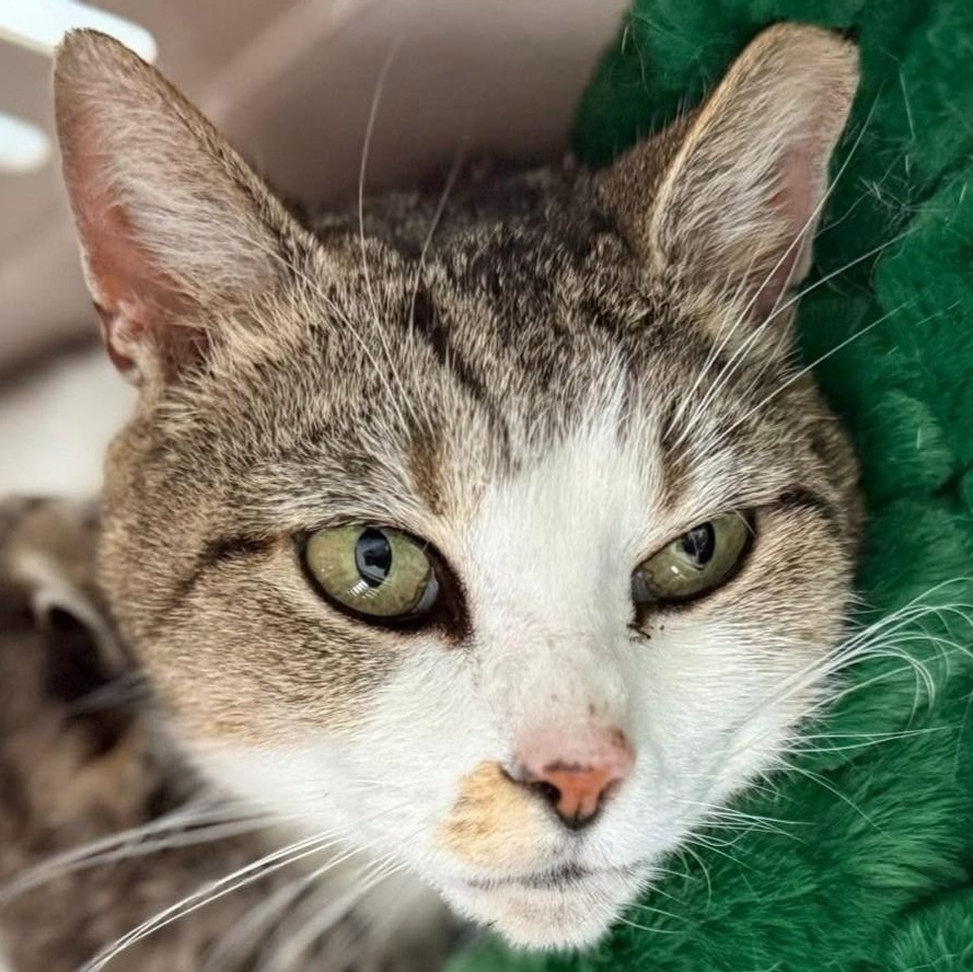 Canasta (ID 50942), a ADOPTABLE Domestic Short Hair in Manassas, VA image 3/3