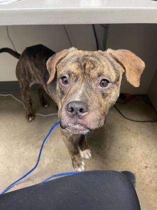 Fruit Loops, Adoptable, Young Male Pit Bull Terrier & Mixed Breed.