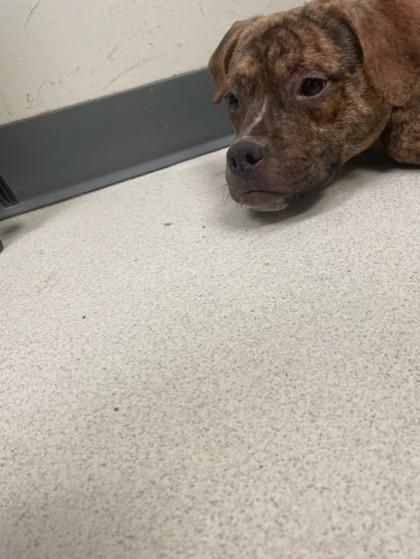 Enlarge Fruit Loops, a Adoptable mixed breed in Irving, TX image 2/3