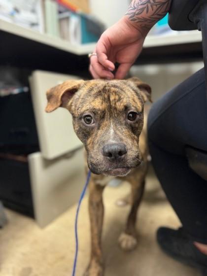 Enlarge Fruit Loops, a Adoptable mixed breed in Irving, TX image 3/3