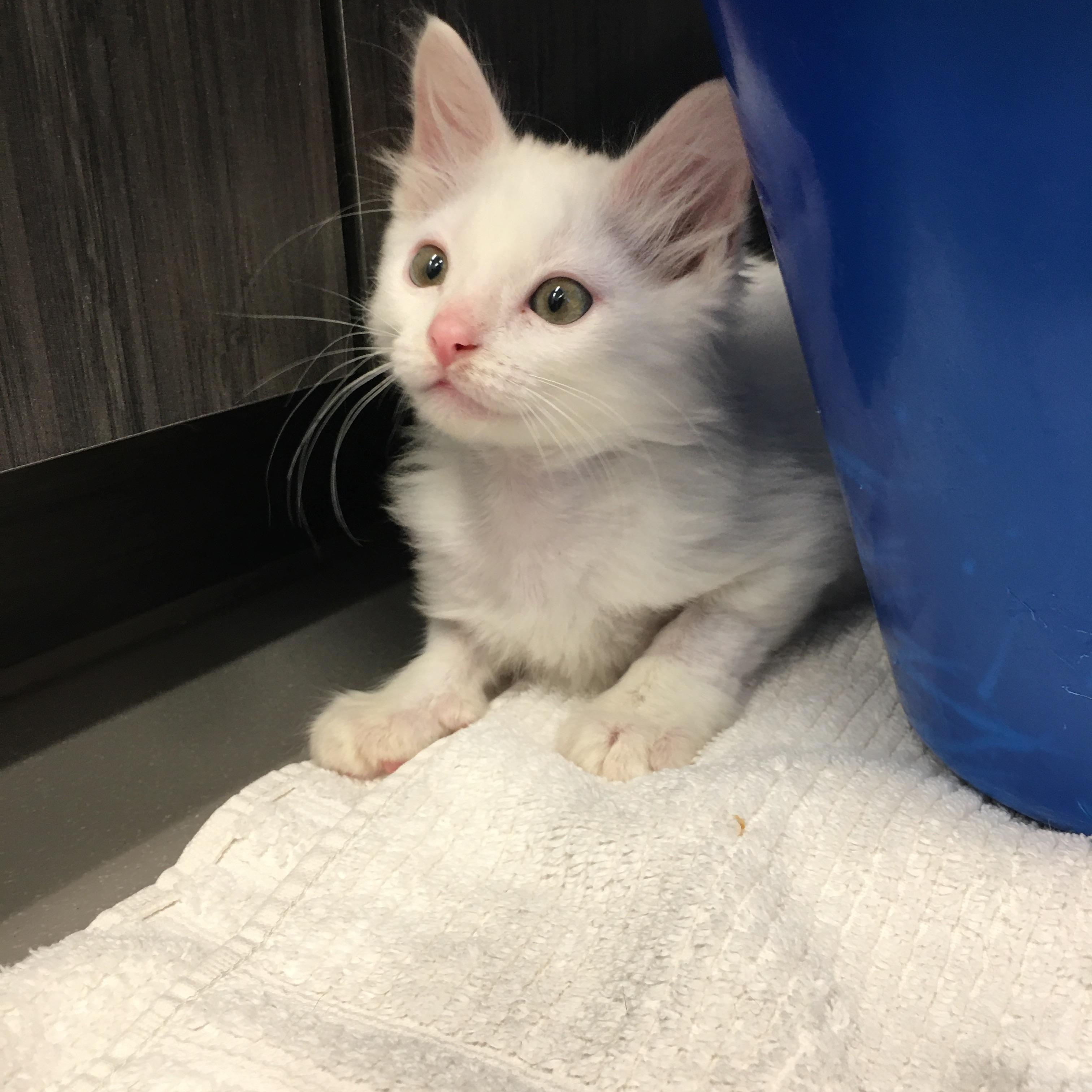 Cottonball, Adopted, Kitten Male Domestic Short Hair.