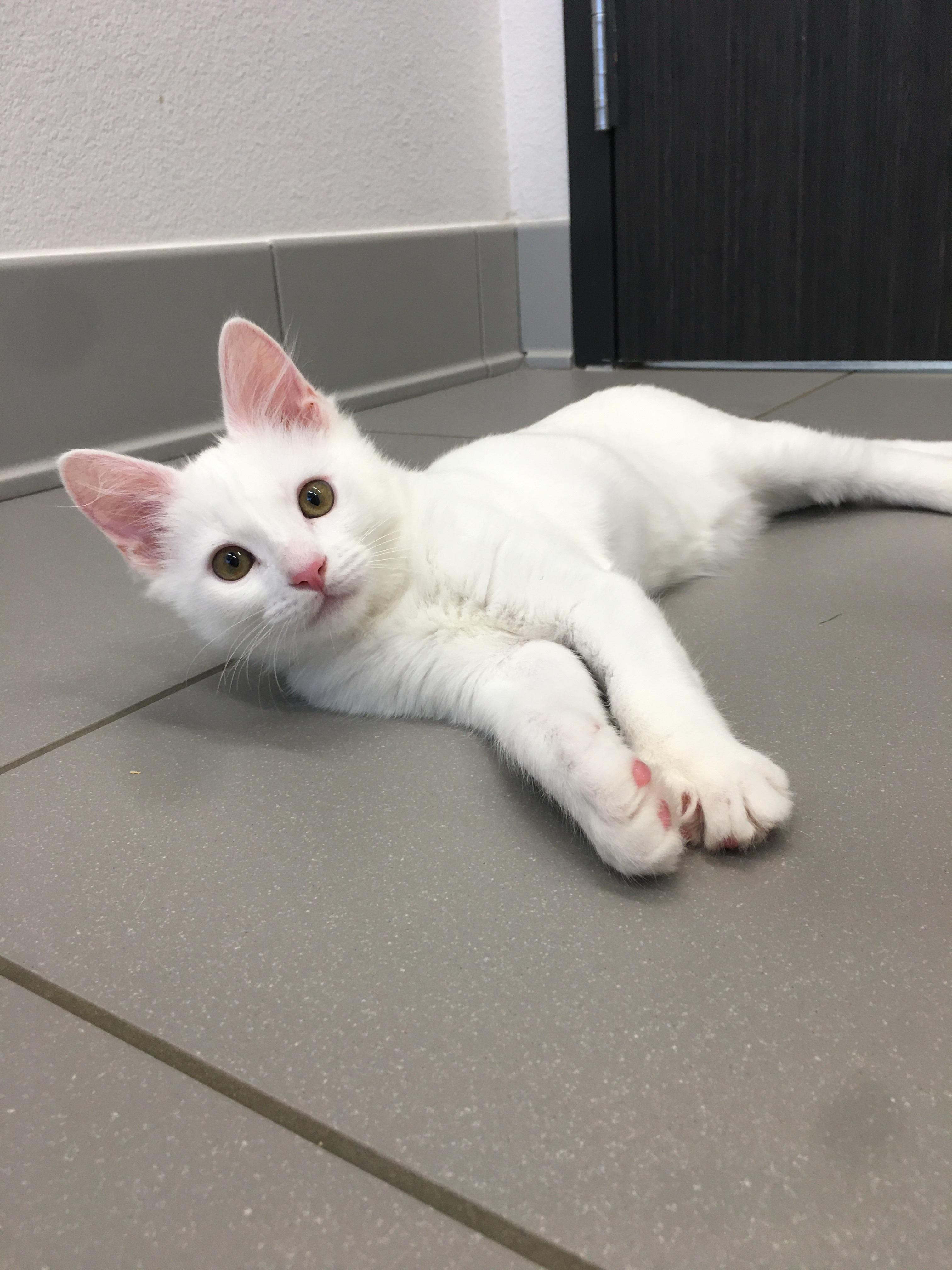 Cottonball, Adopted, Kitten Male Domestic Short Hair.