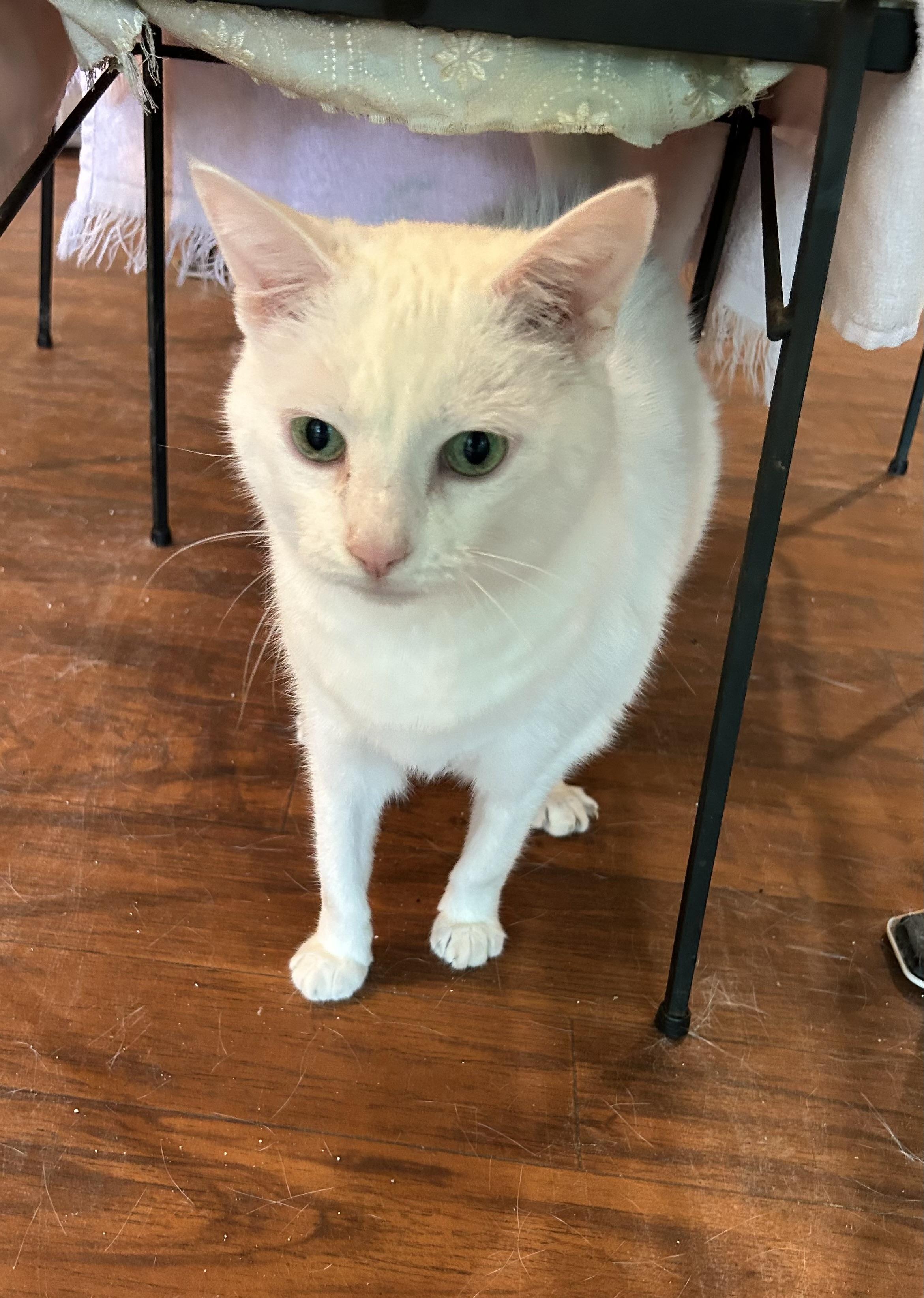 Enlarge Piper, an adopted American Shorthair in Livonia, MI image 2/3