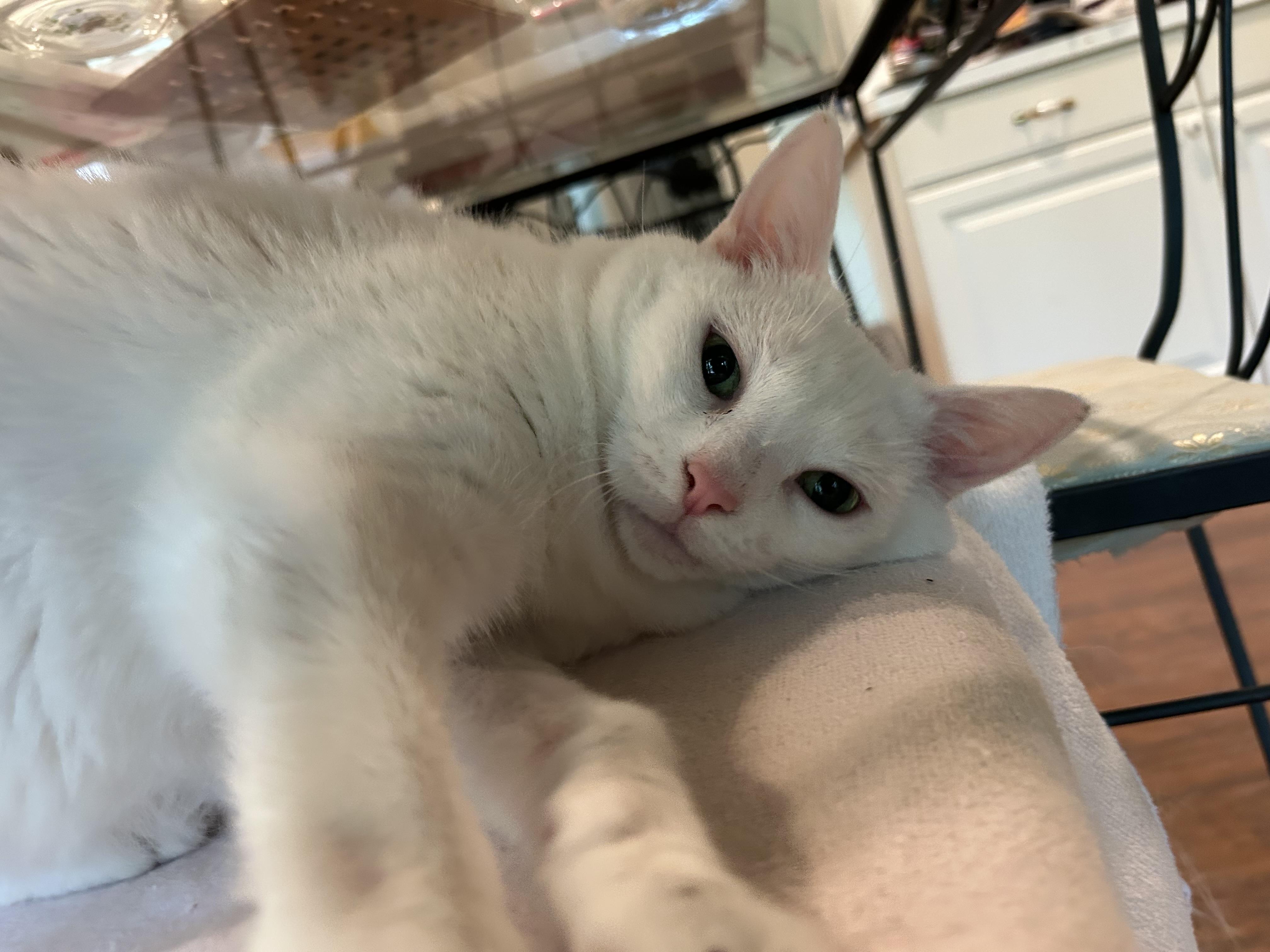Piper, adopted, Senior Female American Shorthair.
