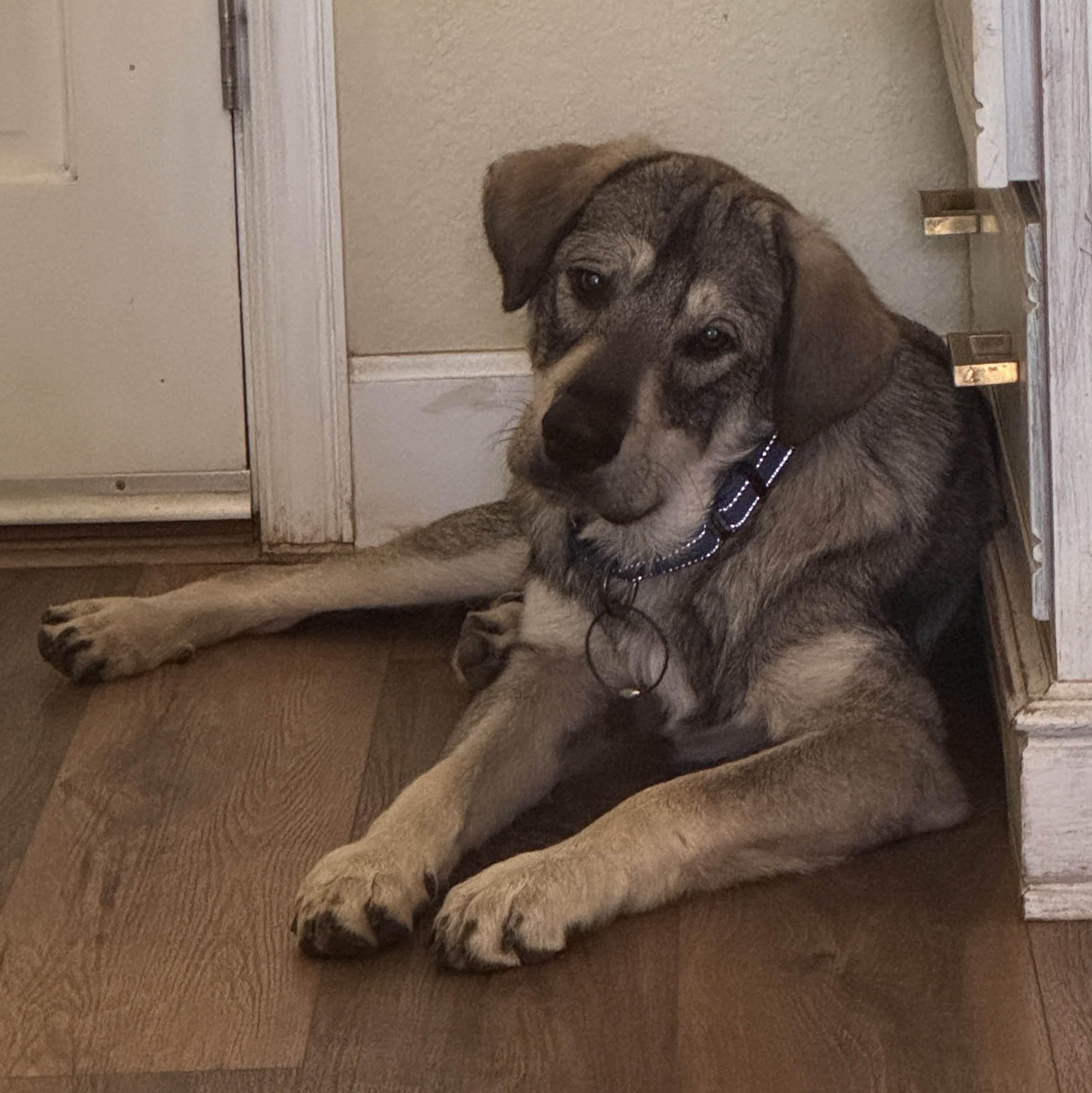 Enlarge Paddington, a Adoptable mixed breed in Portland, OR image 6/6