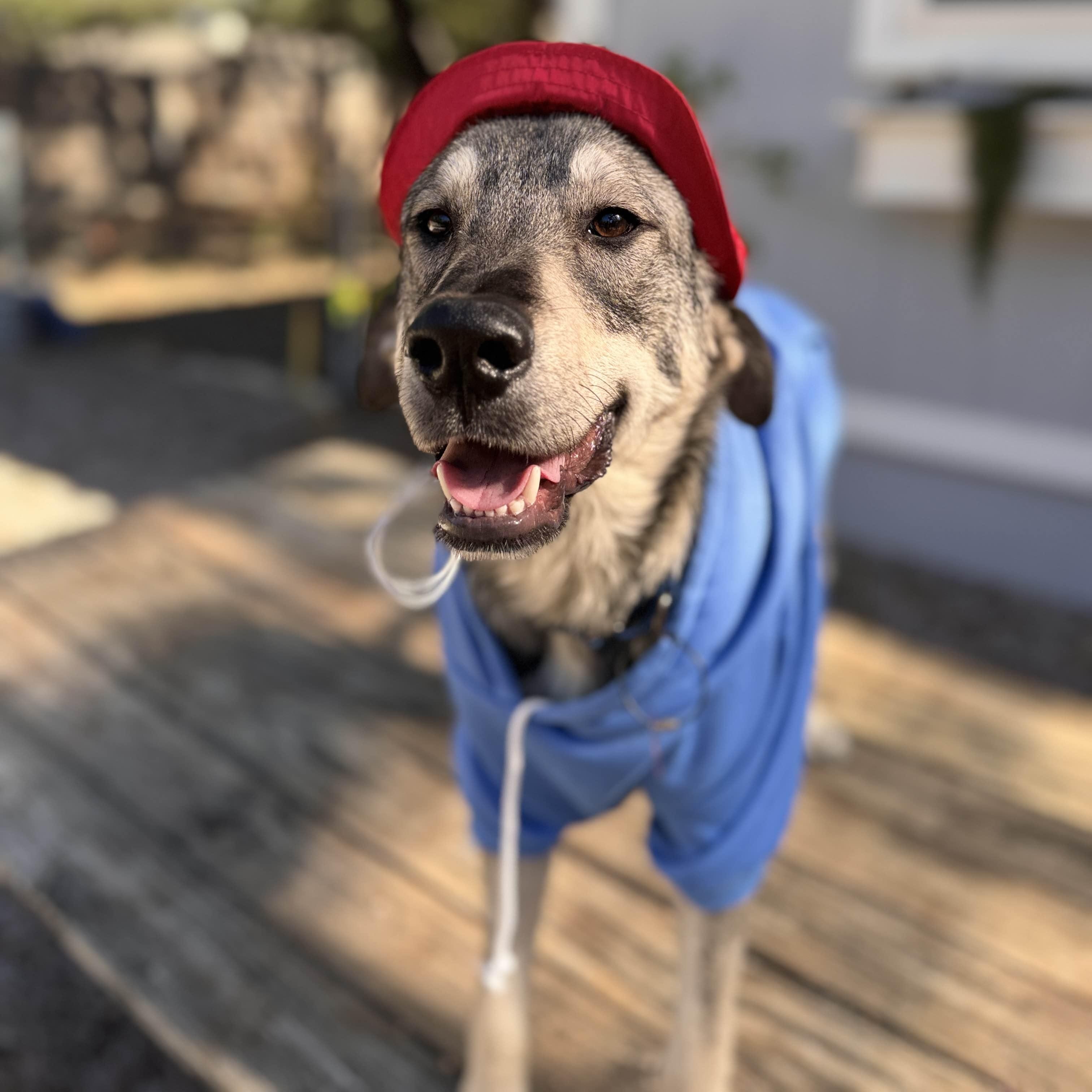 Enlarge Paddington, a Adoptable mixed breed in Portland, OR image 1/6