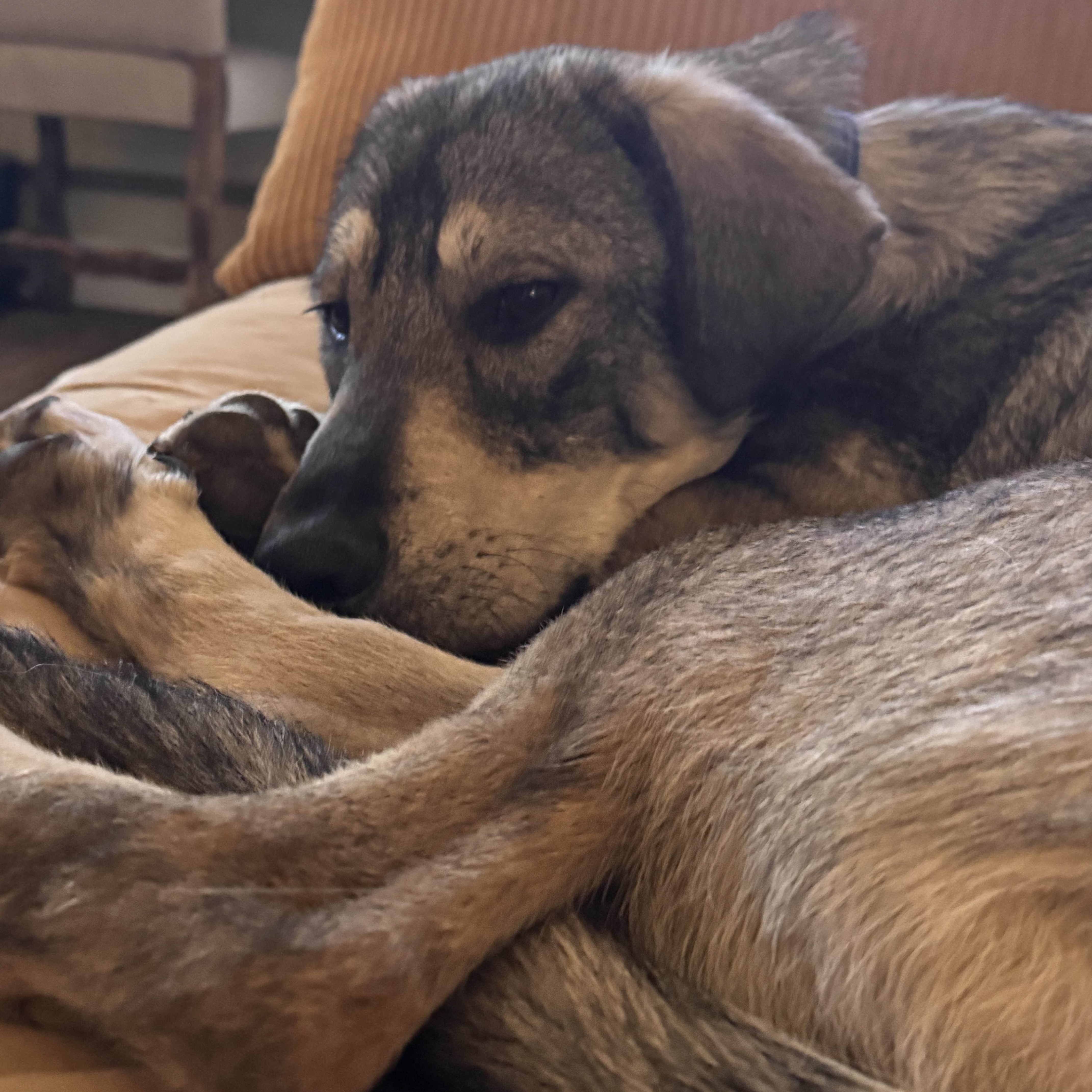 Enlarge Paddington, a Adoptable mixed breed in Portland, OR image 4/6