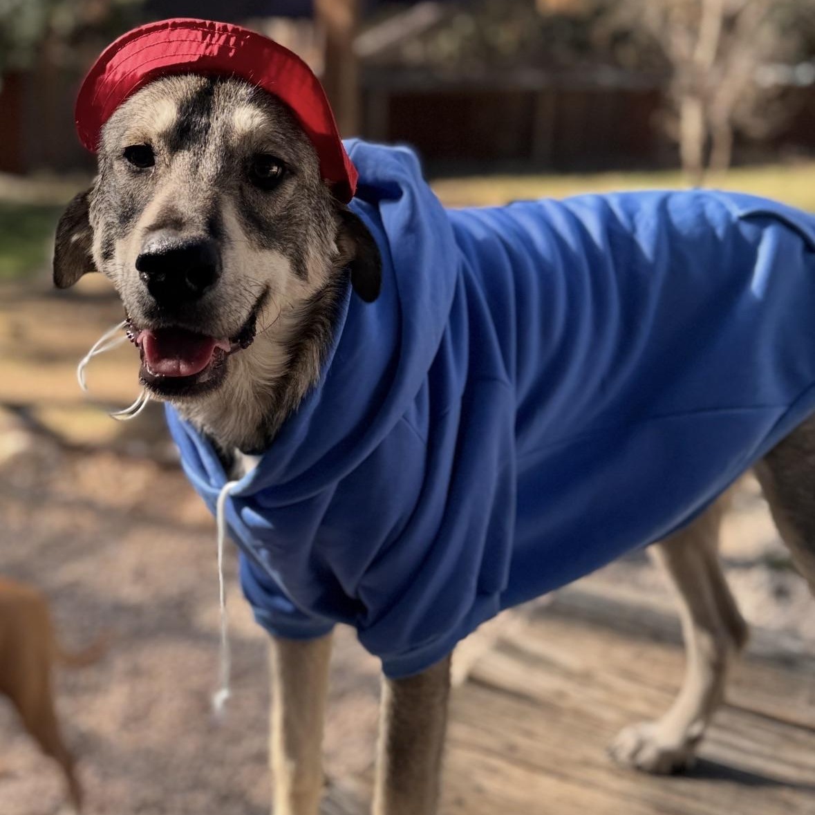 Enlarge Paddington, a Adoptable mixed breed in Portland, OR image 2/6