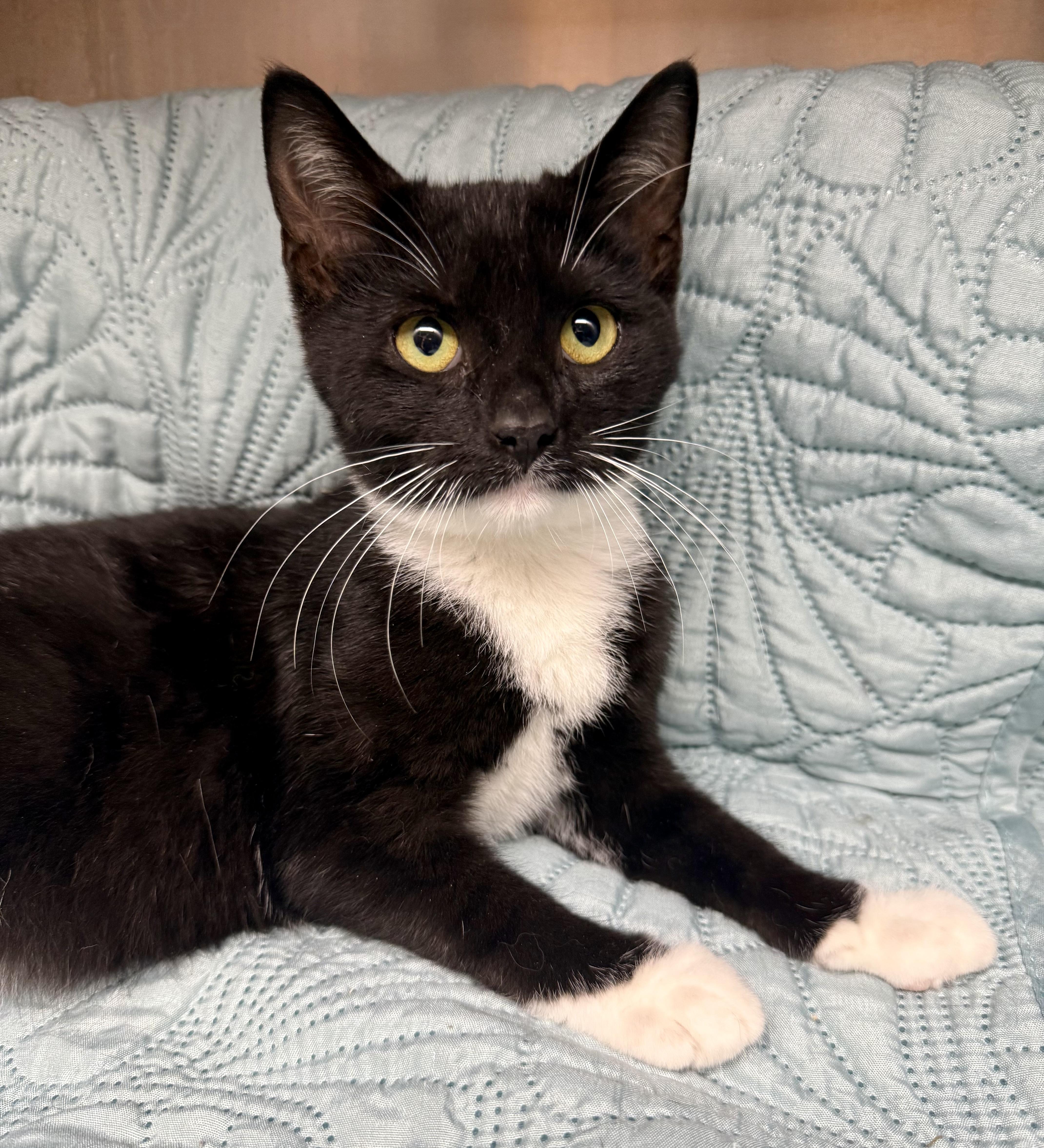 Enlarge Melody, a Adoptable Domestic Short Hair in Frewsburg, NY image 1/1