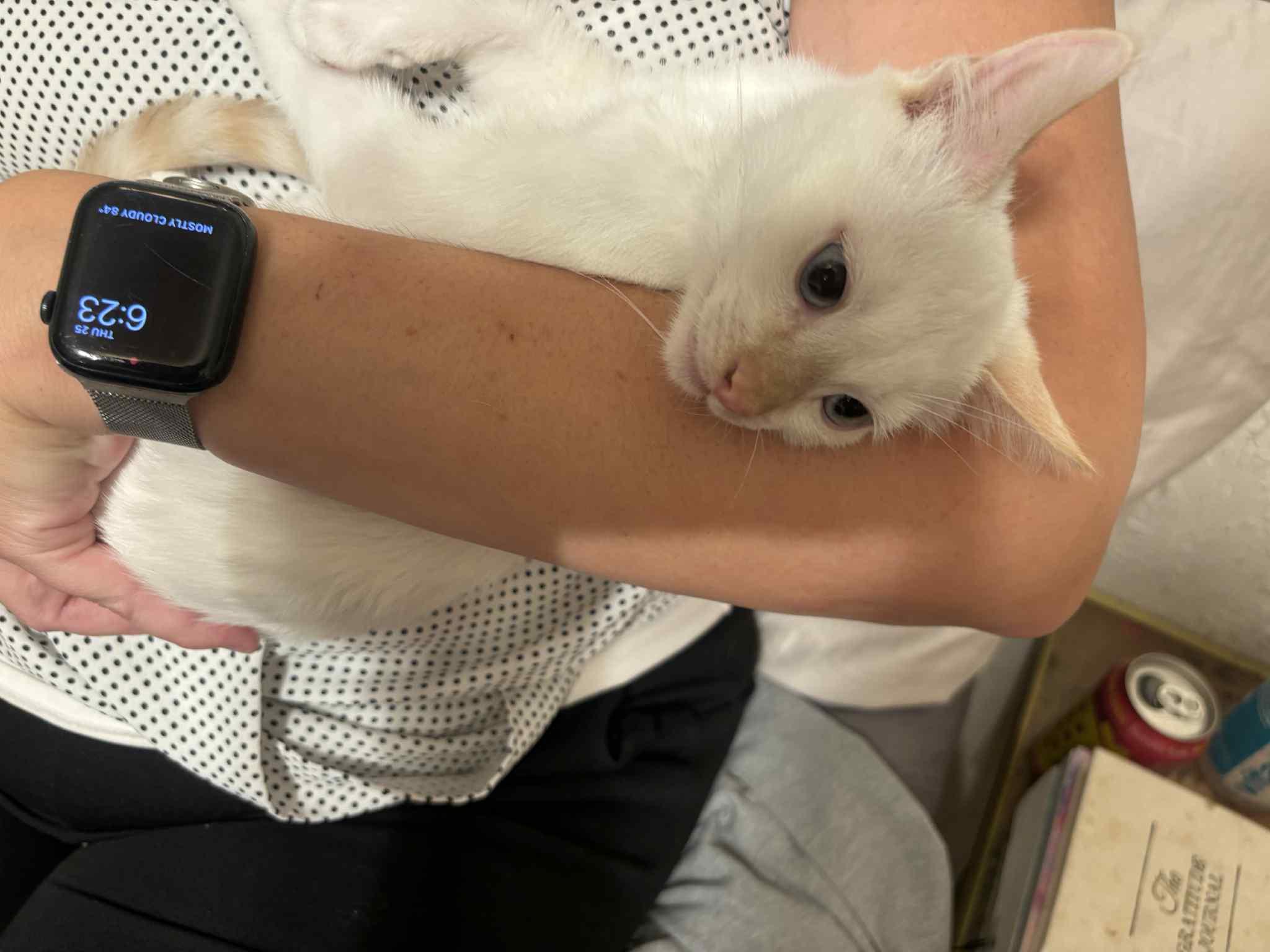 Bruce Banner ( Erin )