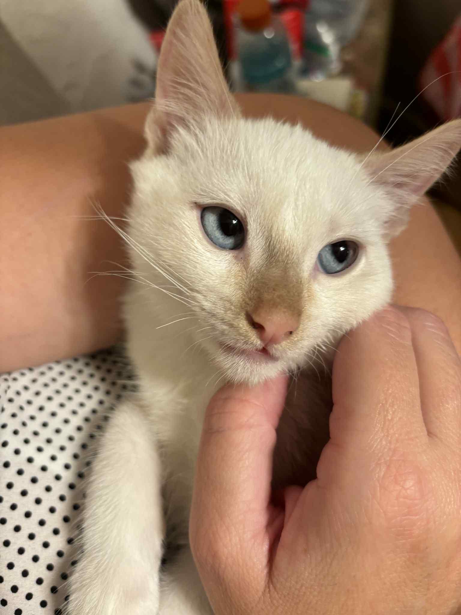 Bruce Banner ( Erin )