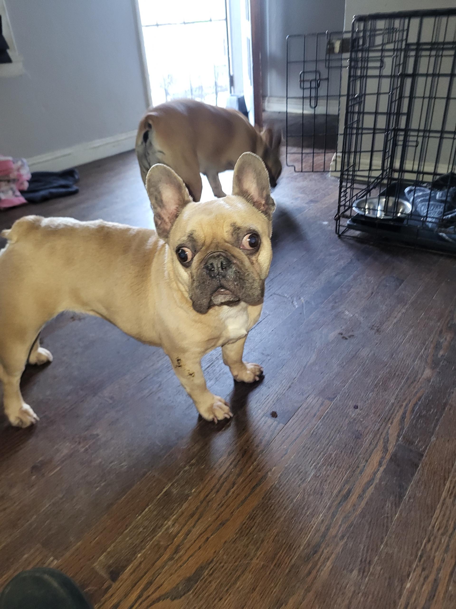 Enlarge Beans, a ADOPTABLE French Bulldog in modesto, CA image 2/3