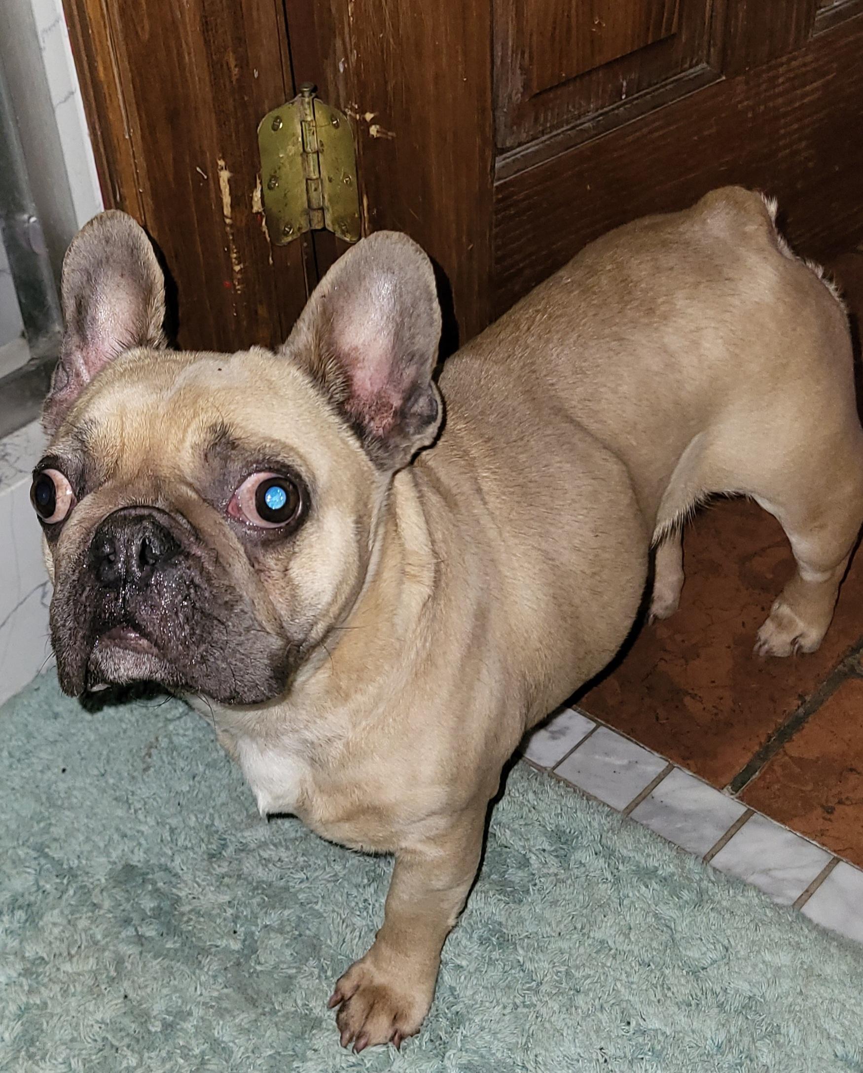 Enlarge Beans, a ADOPTABLE French Bulldog in modesto, CA image 1/3