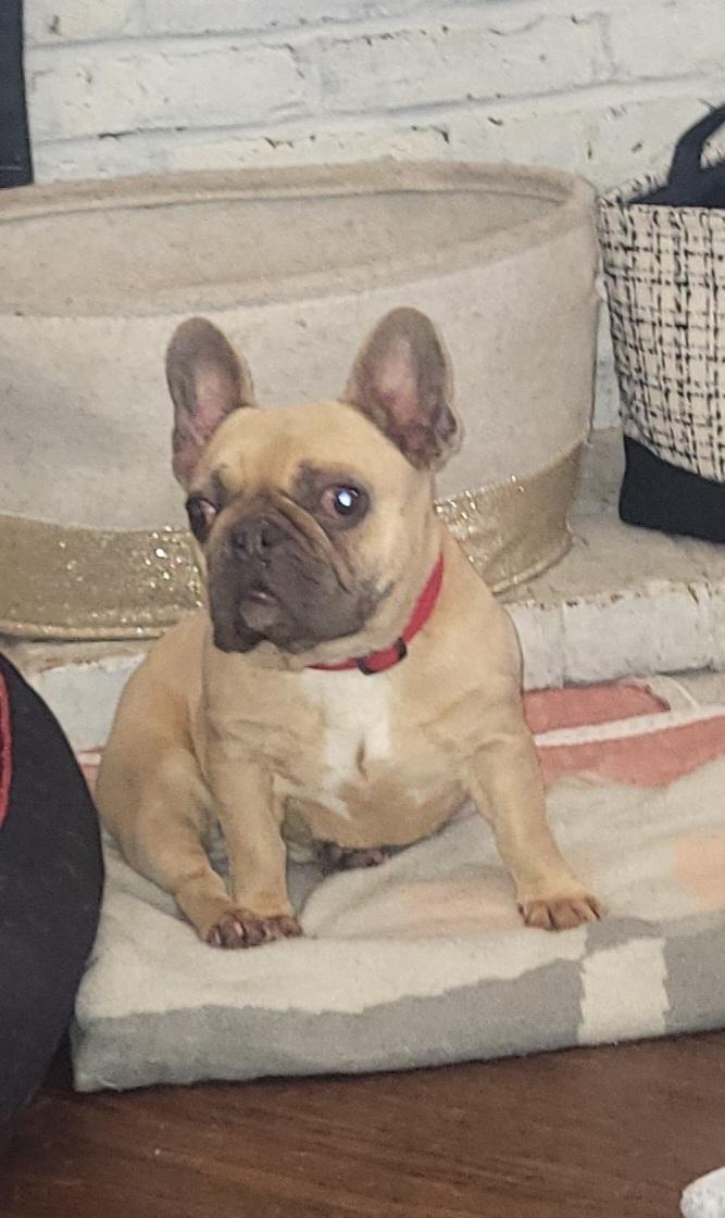 Enlarge Beans, a ADOPTABLE French Bulldog in modesto, CA image 3/3
