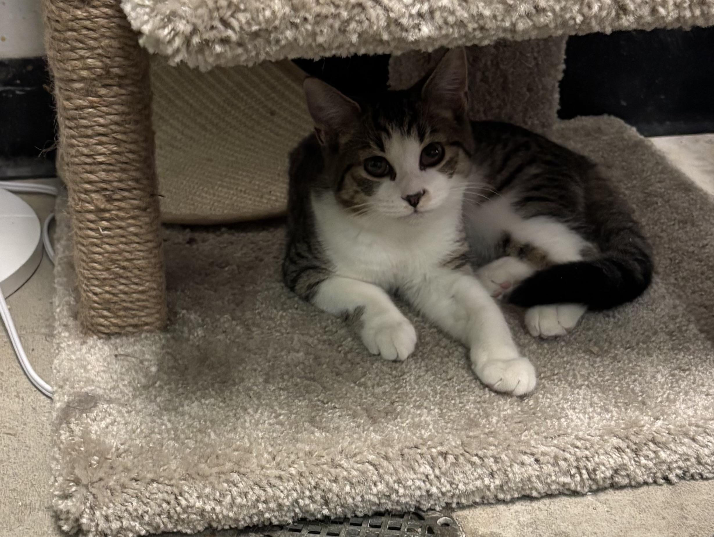 Gina , ADOPTABLE, Kitten Female Domestic Short Hair.