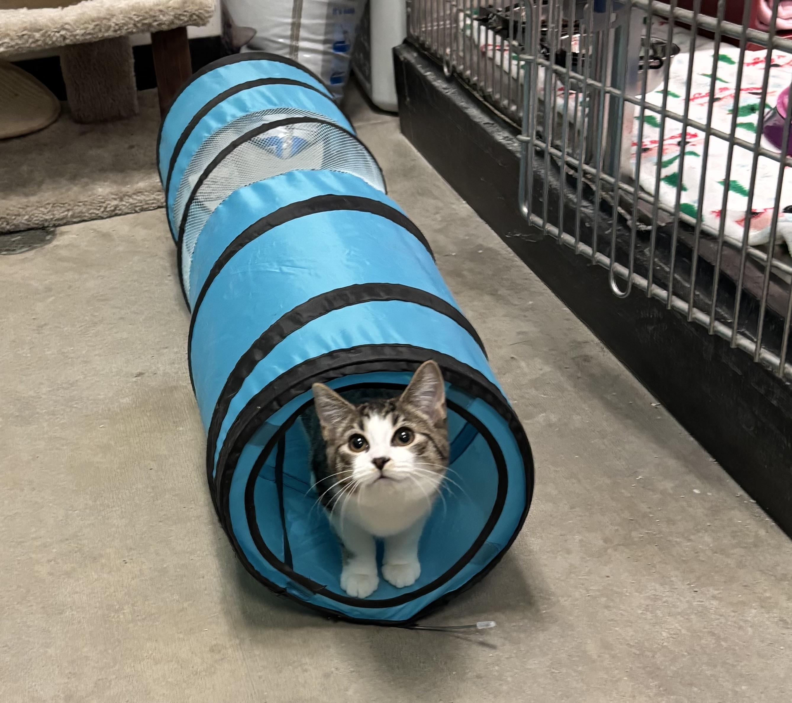 Enlarge Gina , a ADOPTABLE Domestic Short Hair in Bensalem, PA image 2/3