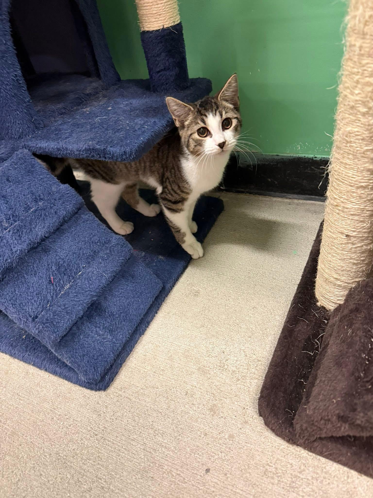 Enlarge Gina , a ADOPTABLE Domestic Short Hair in Bensalem, PA image 2/3