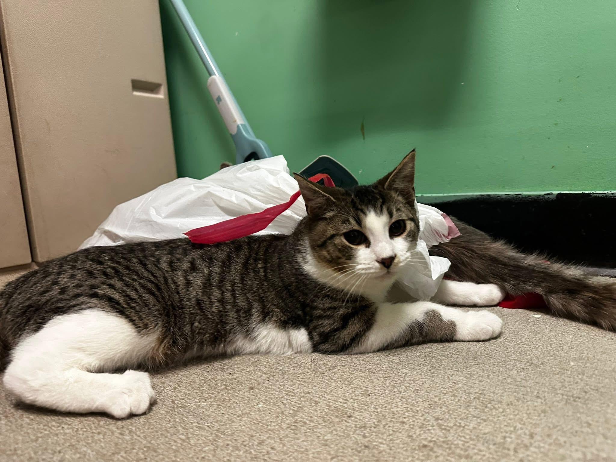 Enlarge Gina , a ADOPTABLE Domestic Short Hair in Bensalem, PA image 3/3