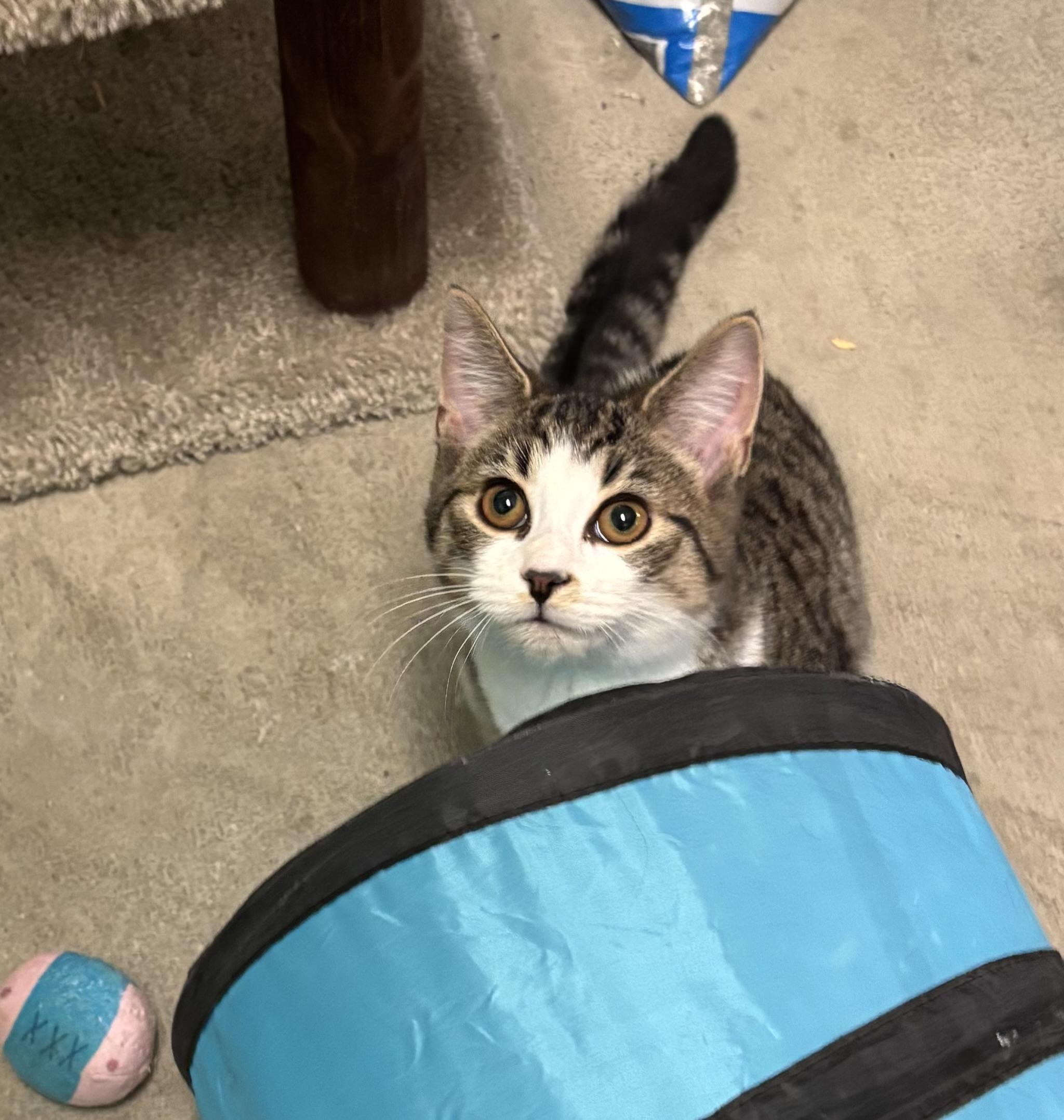 Gina , ADOPTABLE, Kitten Female Domestic Short Hair.