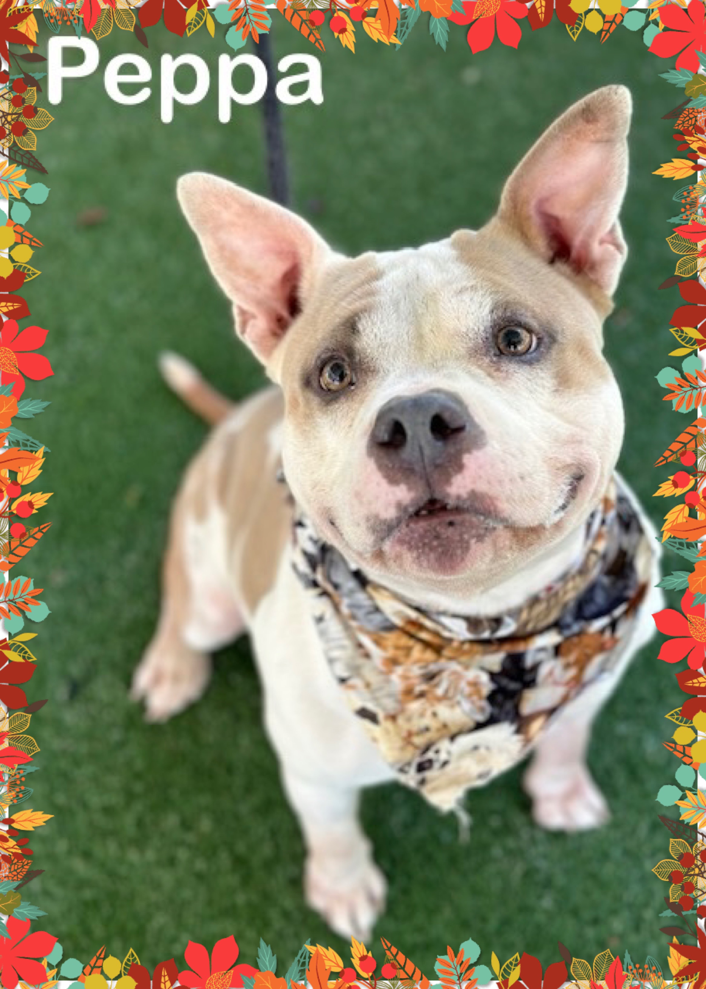 Dog for adoption PEPPA, a French Bulldog Mix in Marietta, GA Petfinder