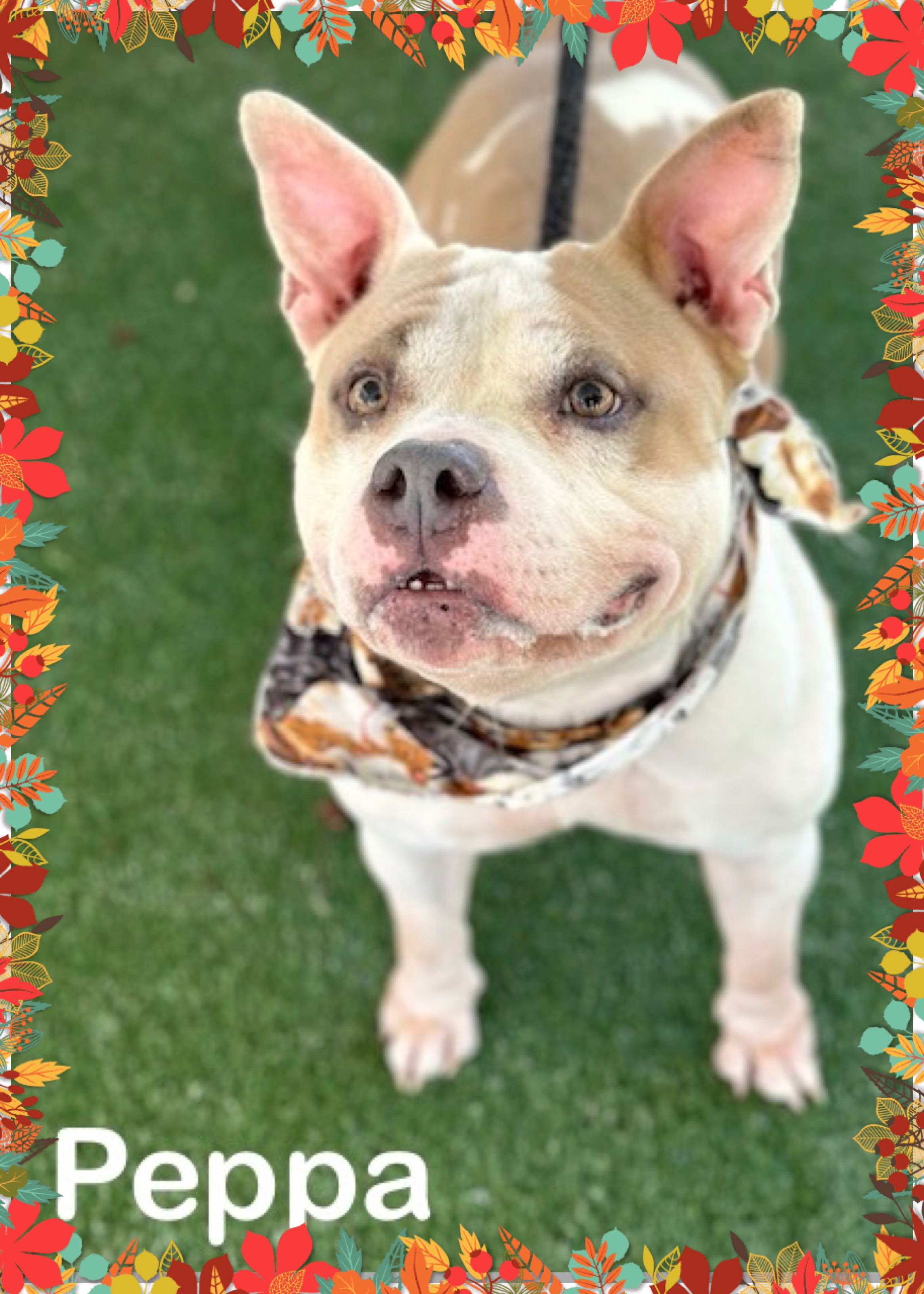 Dog for adoption PEPPA, a French Bulldog Mix in Marietta, GA Petfinder